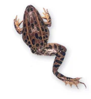 frog-missing-leg