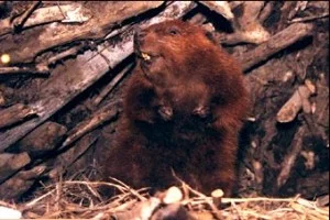 beaver