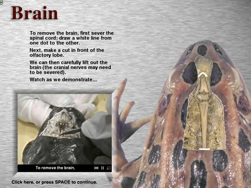 Brain dissection from The Digital Frog 2.5