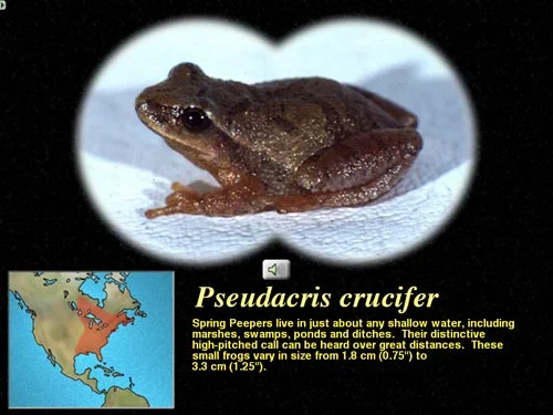 Spring peeper from the ecology section of The Digital Frog 2.5